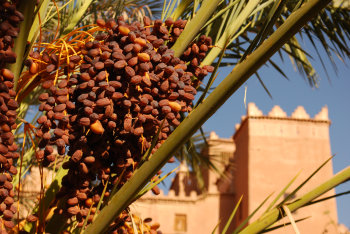Datlová palma v Caid Alí